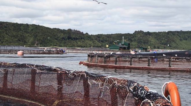 Marea roja hunde a salmoneras en bolsa y deja a la industria con millonarias pérdidas Marea roja hunde a salmoneras en bolsa y deja a la industria con millonarias pérdidas