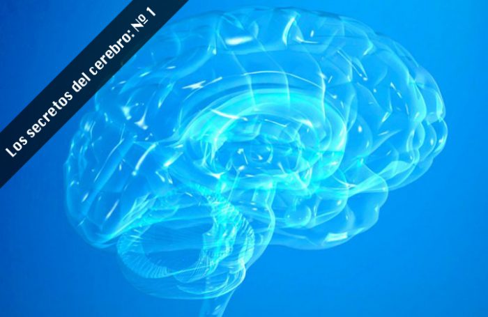 Científicos crean cerebro traslúcido para estudiar los secretos de la mente Científicos crean cerebro traslúcido para estudiar los secretos de la mente