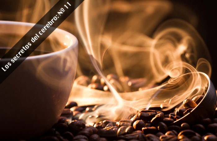Neurocientíficos descubren que la cafeína además de producir mejoras cognitivas incrementa la memoria a largo plazo Neurocientíficos descubren que la cafeína además de producir mejoras cognitivas incrementa la memoria a largo plazo