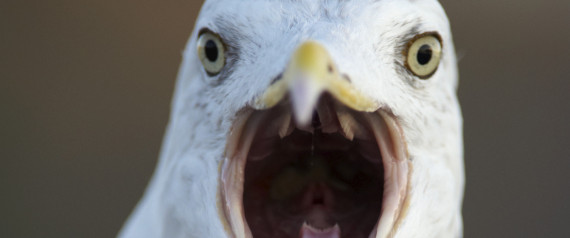 ¿Por qué los pájaros no tienen dientes? ¿Por qué los pájaros no tienen dientes?