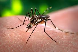 Minsal decreta alerta sanitaria por caso de Dengue en Rapa Nui Minsal decreta alerta sanitaria por caso de Dengue en Rapa Nui