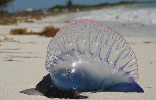 Minsal refuerza campaña de prevención ante presencia en el país de la medusa “fragata portuguesa” Minsal refuerza campaña de prevención ante presencia en el país de la medusa