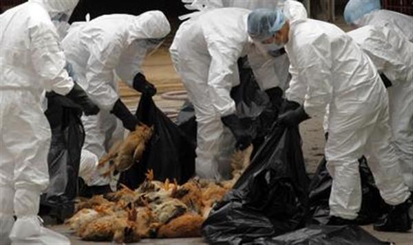 Más de 2,3 millones de aves sacrificadas para detener gripe aviar en Taiwán Más de 2,3 millones de aves sacrificadas para detener gripe aviar en Taiwán