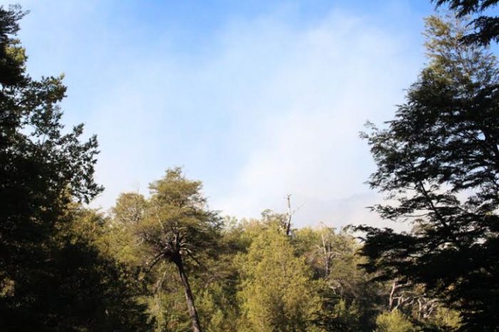 Incendio arrasa con más de 3 mil hectáreas de reserva de araucarias y se acerca al Parque Conguillio