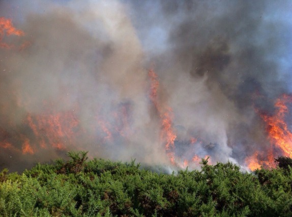 Prevención de incendios forestales: una de las claves del cambio climático Prevención de incendios forestales: una de las claves del cambio climático