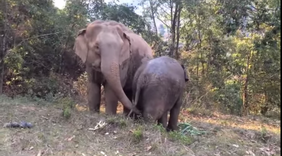 Video: Increíble encuentro de un elefante con su cría después de 4 años separados