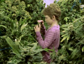 Investigan el uso de la marihuana medicinal en niños con epilepsia severa Investigan el uso de la marihuana medicinal en niños con epilepsia severa