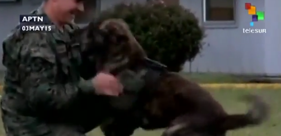 Video: Militares chilenos rescatan a perro sobreviviente del volcán Calbuco
