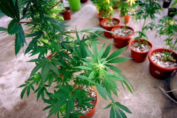 Sala de la Cámara de Diputados comenzó la discusión sobre proyecto de autocultivo de marihuana Sala de la Cámara de Diputados comenzó la discusión sobre proyecto de autocultivo de marihuana