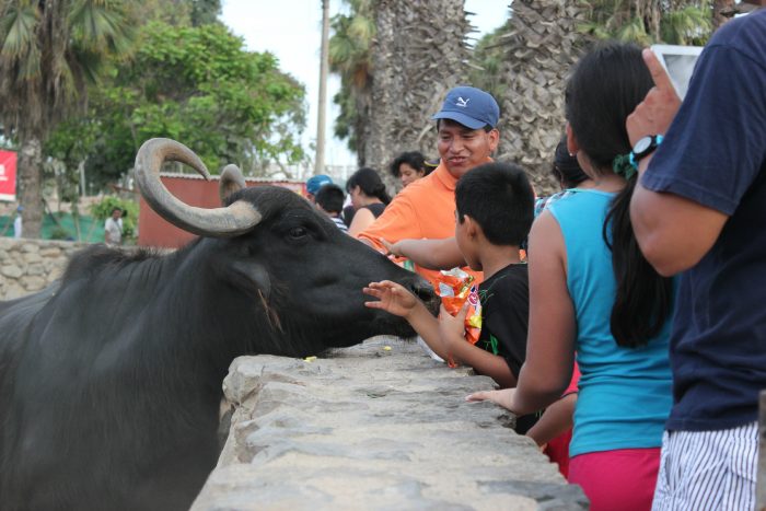Zoológico de Lima sacrificó animales para alimentar a otros, según informe Zoológico de Lima sacrificó animales para alimentar a otros, según informe