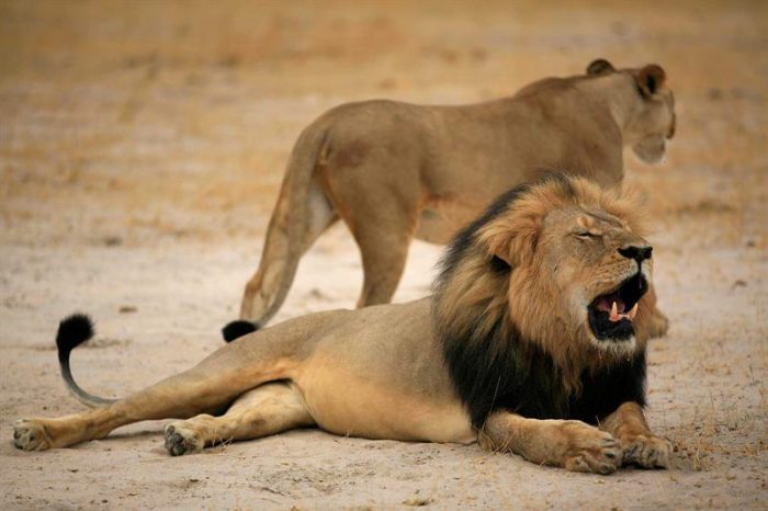 Estadounidense pagó US$ 55 mil por matar a Cecil, el león más famoso de Zimbabue Estadounidense pagó US$ 55 mil por matar a Cecil, el león más famoso de Zimbabue