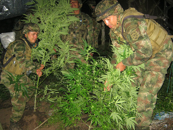 Los productores colombianos de marihuana temen que haya caos cuando se disuelvan los grupos guerrilleros Los productores colombianos de marihuana temen que haya caos cuando se disuelvan los grupos guerrilleros