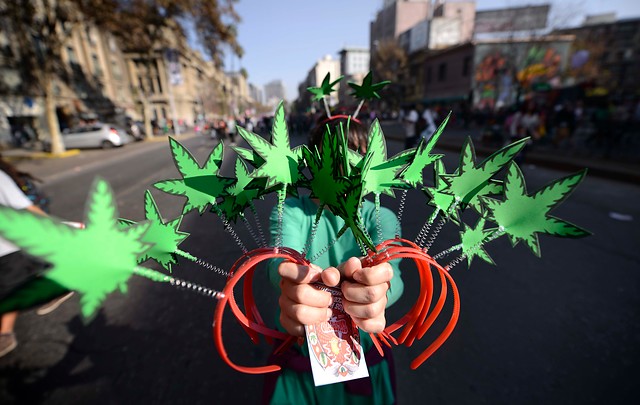 Castro (PS): “Emplazo al gobierno a decir que quiere prohibir el consumo de marihuana” Castro (PS):