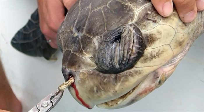 Sufrimiento de tortuga por pajilla en nariz llama a reducir uso de plástico Sufrimiento de tortuga por pajilla en nariz llama a reducir uso de plástico