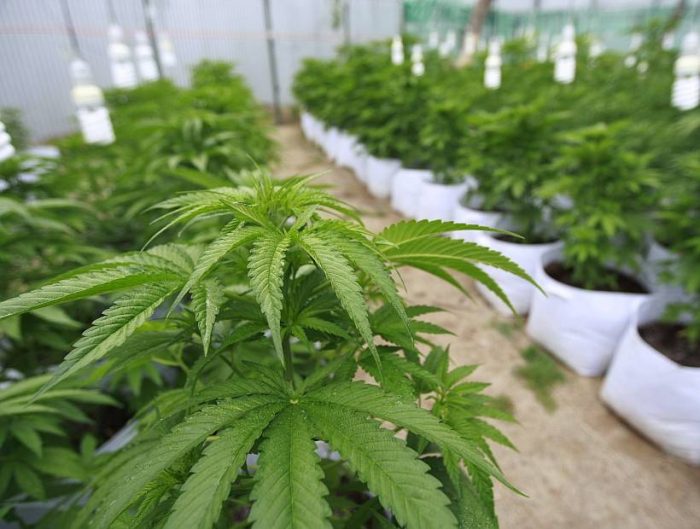 México aprueba el uso medicinal de la marihuana México aprueba el uso medicinal de la marihuana