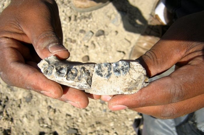 Tras la pista del linaje humano: Científicos datan en 2.8 millones de años el fósil más antiguo del género homo