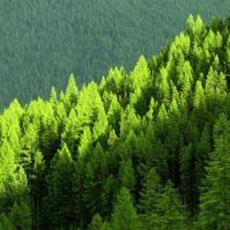 Certificación y desarrollo forestal