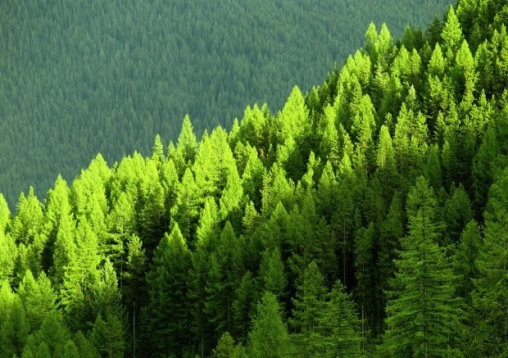 Certificación y desarrollo forestal Certificación y desarrollo forestal