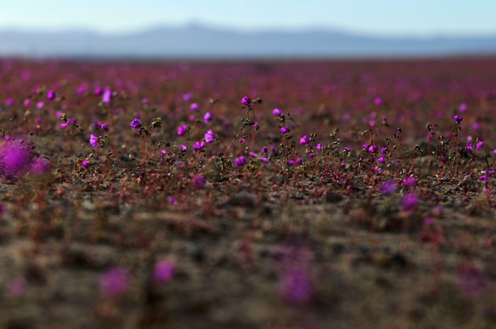 El desierto florido de Atacama, la otra cara de la catástrofe en el norte El desierto florido de Atacama, la otra cara de la catástrofe en el norte
