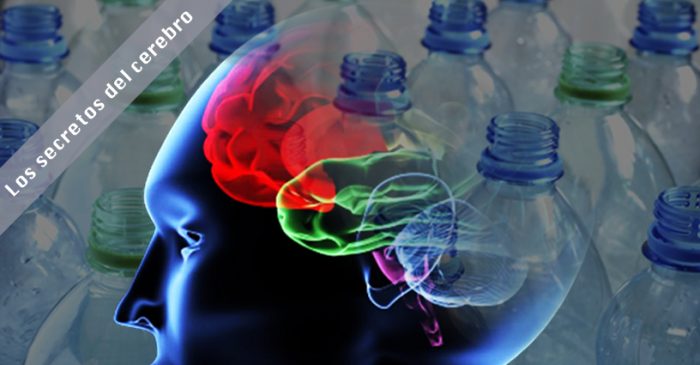 Neurociencia: Envases plásticos incidirían en fallas de la memoria de trabajo Neurociencia: Envases plásticos incidirían en fallas de la memoria de trabajo