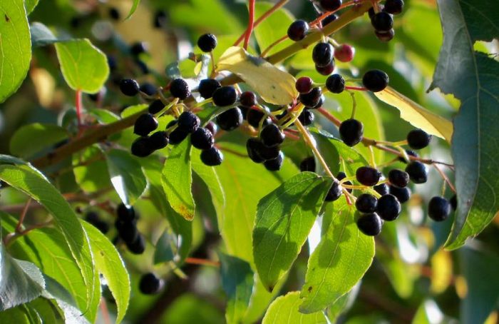 Los beneficios antioxidantes del maqui Los beneficios antioxidantes del maqui