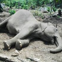 Cazadores furtivos envenenan con cianuro a más de una veintena de elefantes