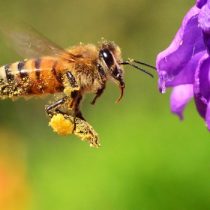 Día Mundial de la Abeja y la importancia de preservar nuestro abejorro nativo