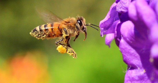 Día Mundial de la Abeja y la importancia de preservar nuestro abejorro nativo