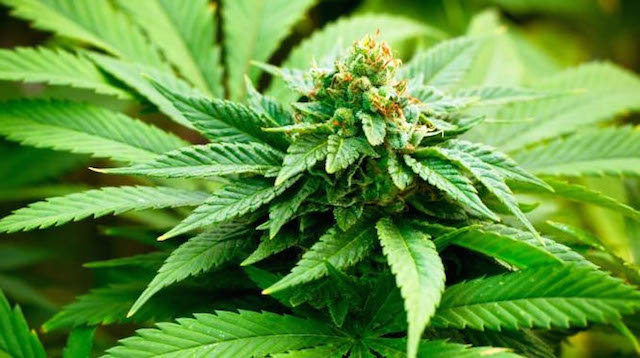 SAG permite la tercera siembre de cannabis medicinal en Chile SAG permite la tercera siembre de cannabis medicinal en Chile
