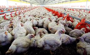 Sernac presenta demanda colectiva contra Agrosuper, Ariztía y Don Pollo Sernac presenta demanda colectiva contra Agrosuper, Ariztía y Don Pollo