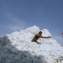 Hay algodón suficiente para 127.000 millones de camisetas