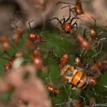 Las extrañas arañas sociables del Amazonas que viven en espeluznantes comunidades de 50.000