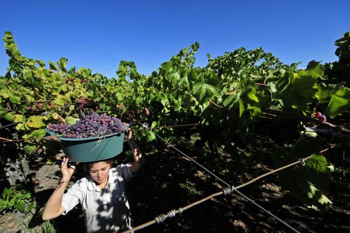 Uvas baratas y peso débil hacen de viña Concha y Toro una de las favoritas para los analistas Uvas baratas y peso débil hacen de viña Concha y Toro una de las favoritas para los analistas