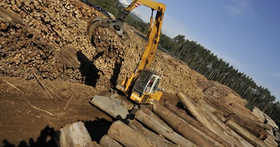 Denuncian concentración en industria forestal ante la FNE Denuncian concentración en industria forestal ante la FNE