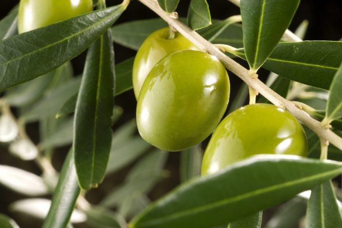 El olivo es un árbol El olivo es un árbol