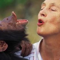 [Video] Emotivo mensaje sobre la importancia de valorar la vida en todas sus formas, entrega la activista Jane Goodall