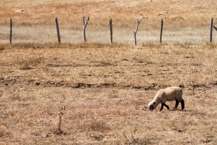 Secos y envenenados: promesas desiertas en zonas de catástrofe Secos y envenenados: promesas desiertas en zonas de catástrofe