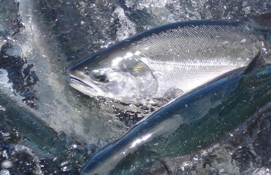 Industria del salmón enfrenta pérdidas millonarias por alga nociva Industria del salmón enfrenta pérdidas millonarias por alga nociva