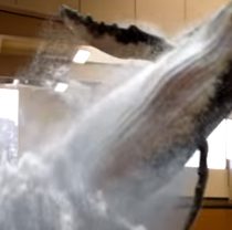 [Video] La increíble ballena holográfica que salta del agua en el gimnasio de un colegio