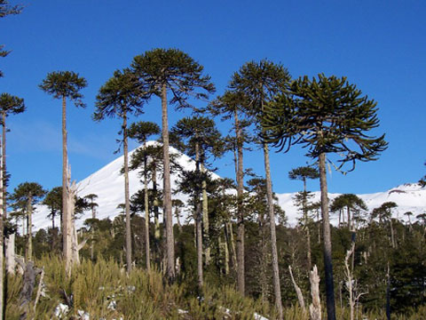 La Hora del Planeta de Latinoamérica insta a elegir entre especies o ecosistemas La Hora del Planeta de Latinoamérica insta a elegir entre especies o ecosistemas