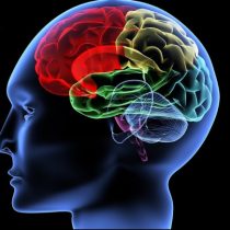 Las redes neuronales de la 