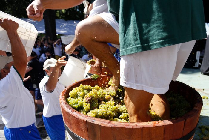 Oportunidad para vino chileno: Francia producirá vendimia más reducida en 60 años por cambio climático