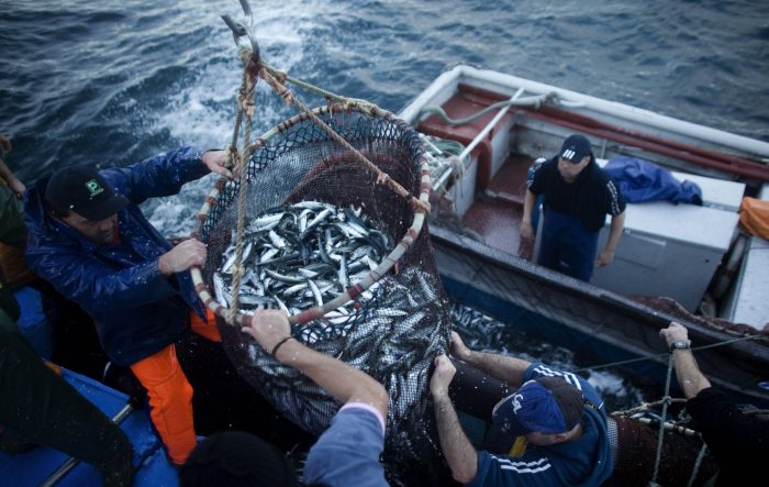 Oceana exige “medidas urgentes” al Gobierno ante crisis pesquera Oceana exige