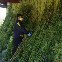 Descubren plantación de marihuana en forestal del grupo Matte
