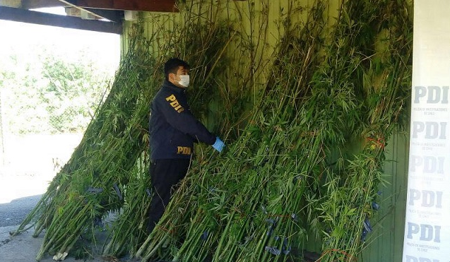 Descubren plantación de marihuana en forestal del grupo Matte