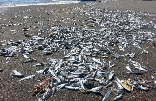 Expertos estudian causas de varamiento masivo de sardinas Expertos estudian causas de varamiento masivo de sardinas