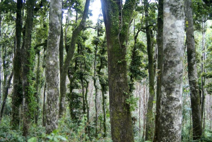 Consejo de Política Forestal proyecta el sector a 20 años con el foco puesto en la sustentabilidad Consejo de Política Forestal proyecta el sector a 20 años con el foco puesto en la sustentabilidad