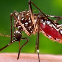 Subsecretario de Salud por mosquito que transmite el Zika hallado en Arica: 