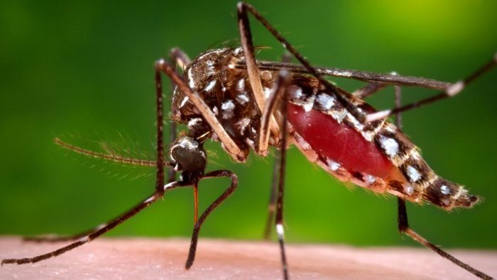 Subsecretario de Salud por mosquito que transmite el Zika hallado en Arica: “Lo más probable es que no sea uno” Subsecretario de Salud por mosquito que transmite el Zika hallado en Arica: