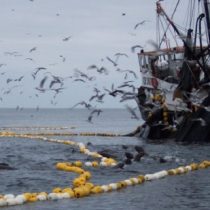 Oceana llama al gobierno a tomar medidas urgentes por crisis en pesquerías chilenas